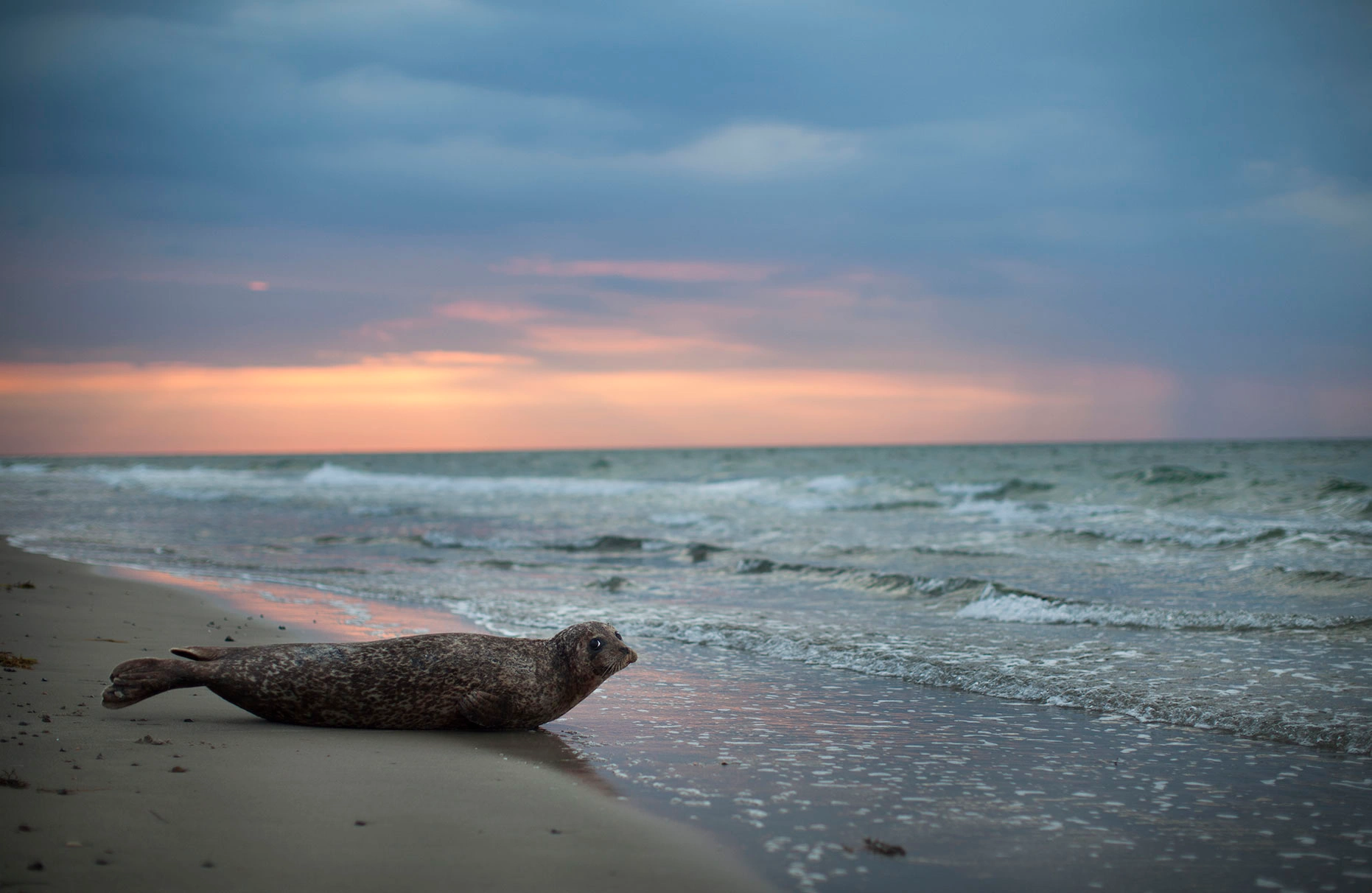 Eine Robbe ruht sich an einem Strand in Dänemark bei Skagen aus. Im Hintergrund ist die Ostsee zu sehen, welche dort auf die Nordsee trifft