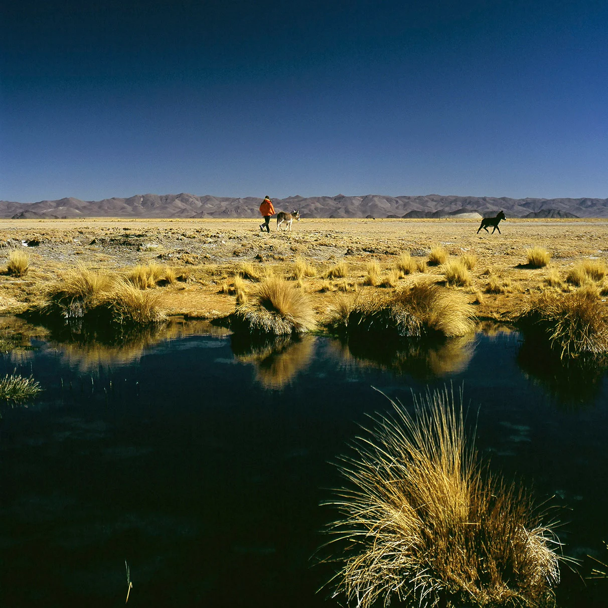 Eine karge und flache Landschaft in Argentinien mit Wasserloch im Vordergrund und Bergen am Horizont und ein Tourist geht einem Esel hinterher, aufgenommen mit Hasselblad 501c FarbDia-Film.