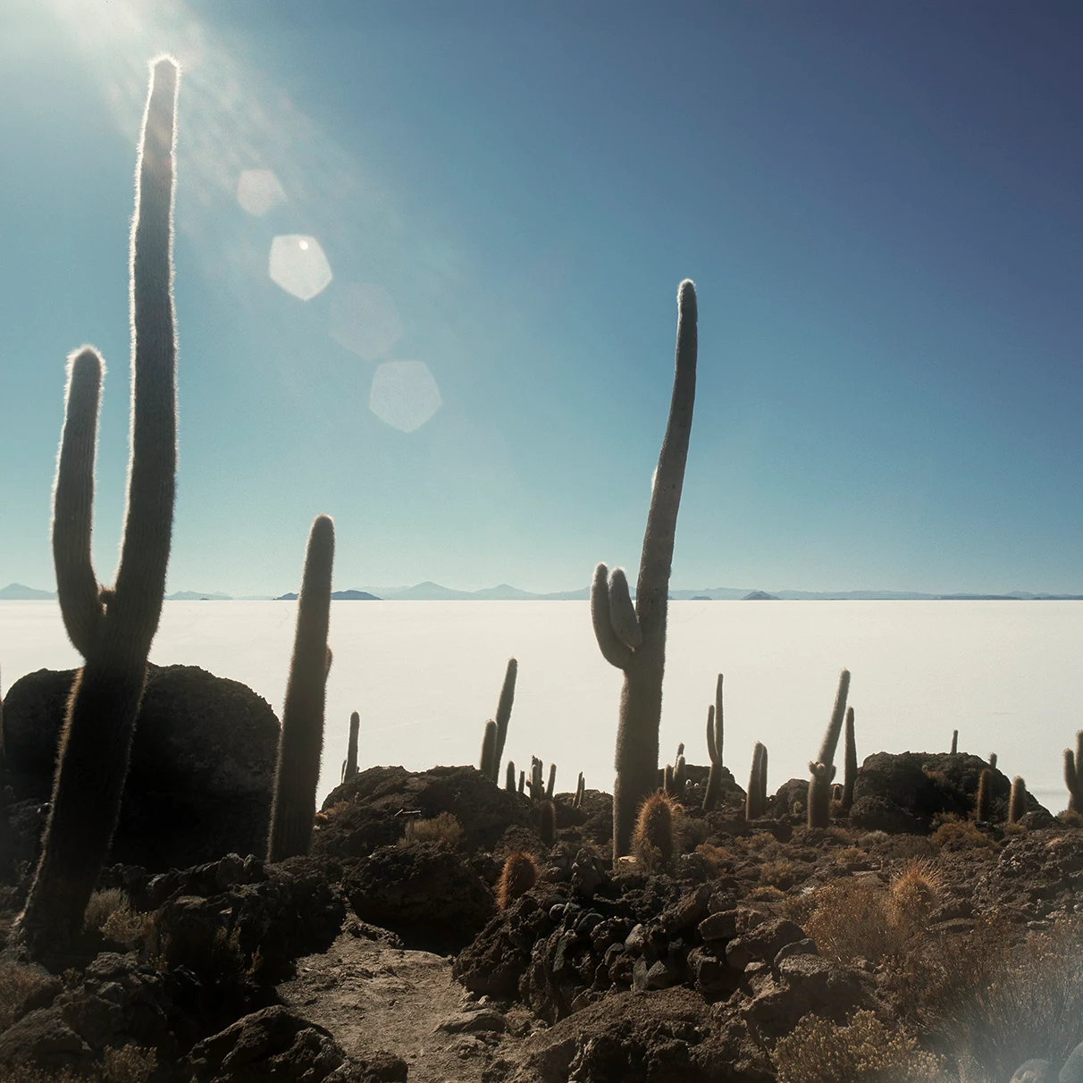 Im Vordergrund Riesen-Kakteen und im Hintergrund der Salzsee Salar De Uyuni mit Gegenlicht in Bolivien, aufgenommen für Mens Health Magazin mit Hasselblad 501c FarbDia-Film